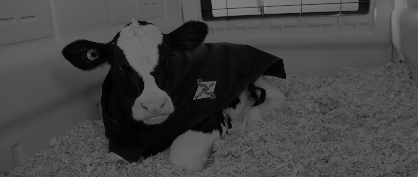 accelerated_jerseycow