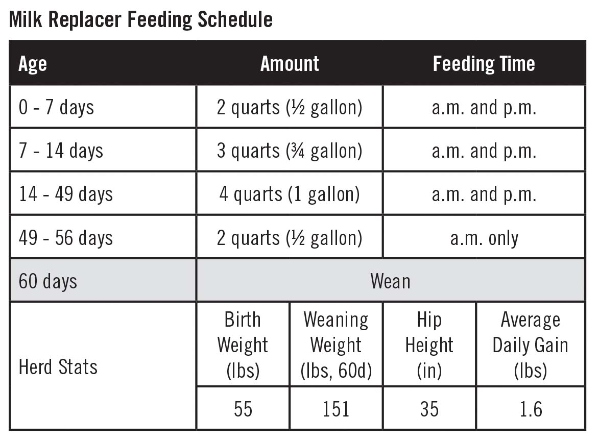 Best practices for raising healthy Jersey calves