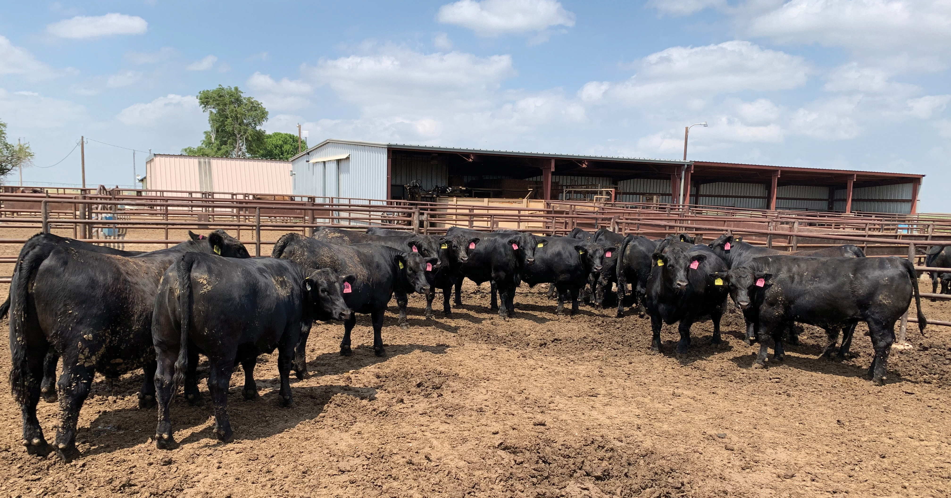 Increase profitability by using Beef semen with Jersey