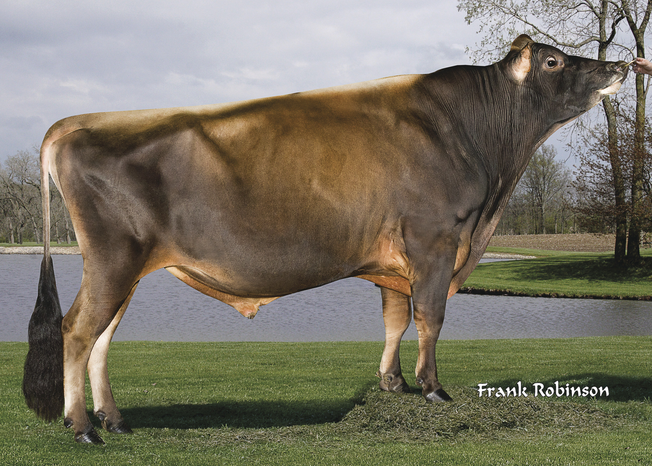 Jersey bull clearance