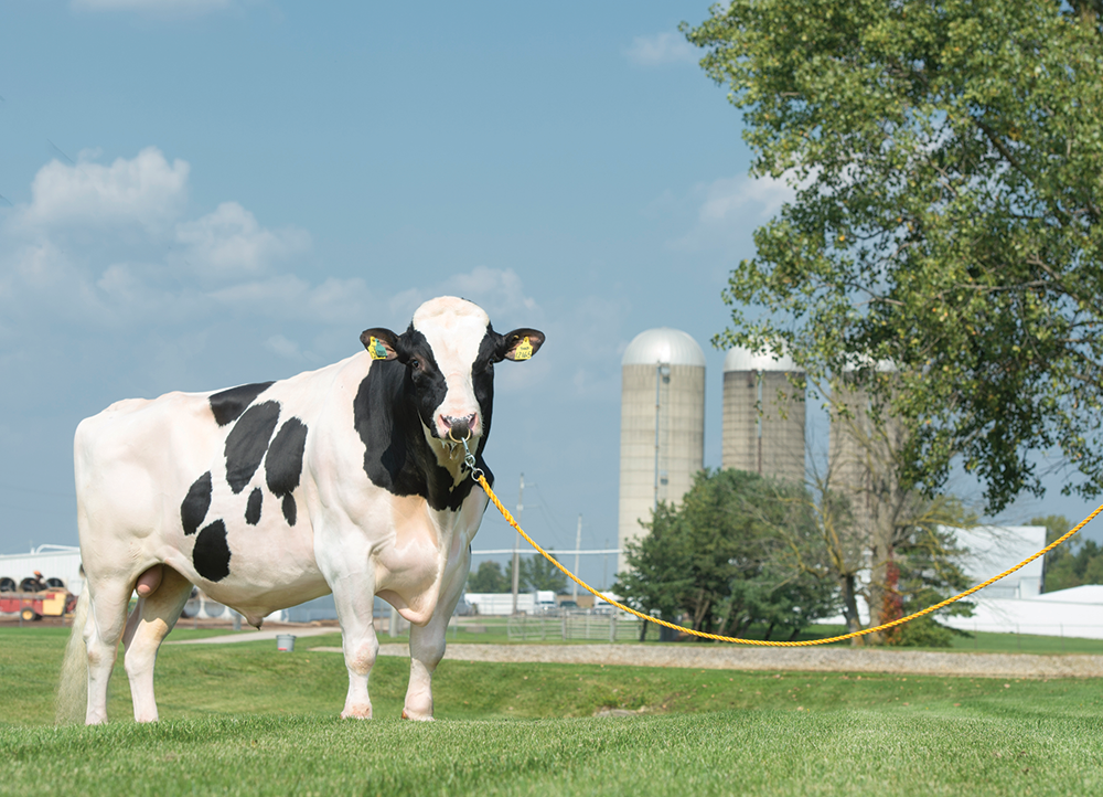 MONTROSS stands at Select Sires in Plain City, Ohio