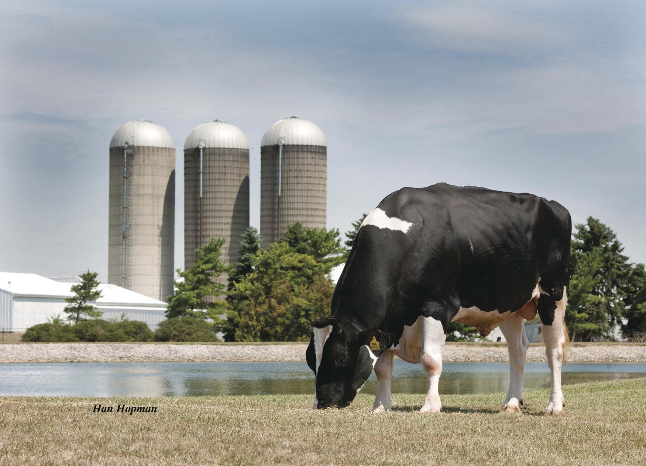 GW Atwood grazing in front of a pond and silos.