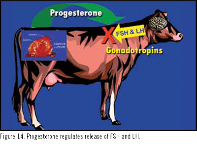 female cow reproductive system